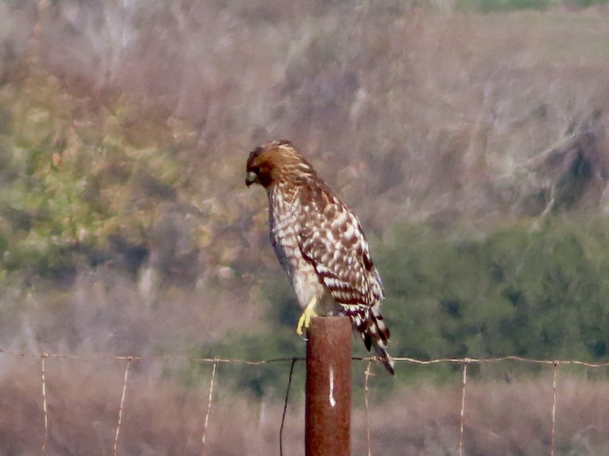 Red-shouldered Hawk - ML645796685