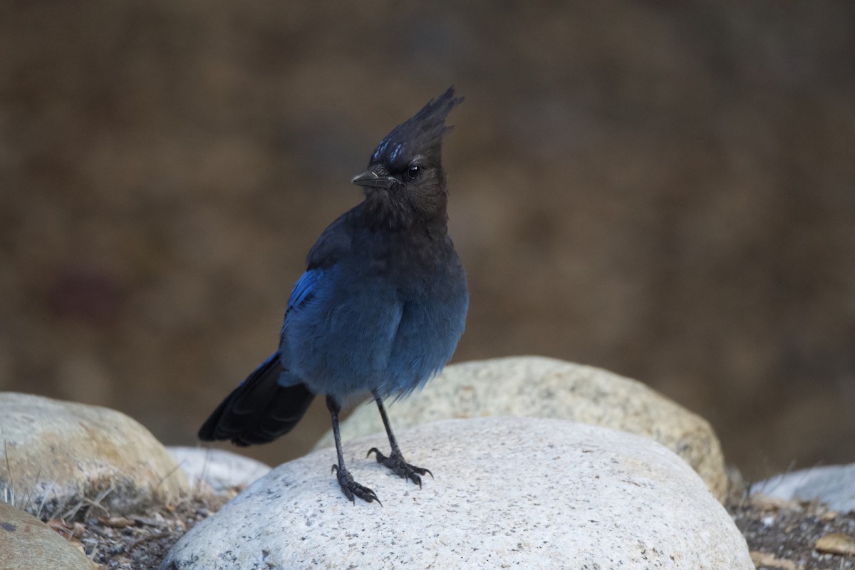 Steller's Jay (Coastal) - ML645796686
