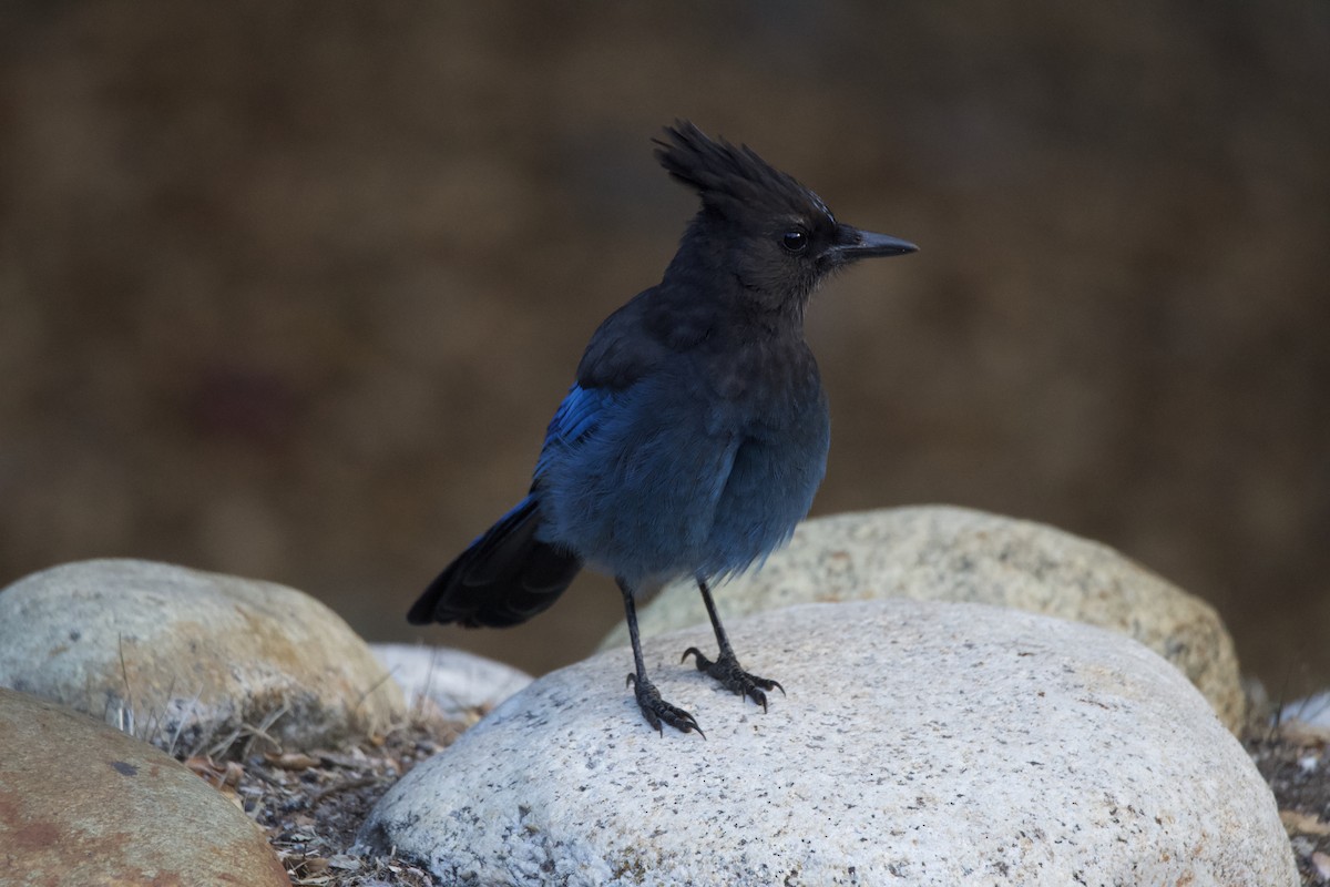 Steller's Jay (Coastal) - ML645796687