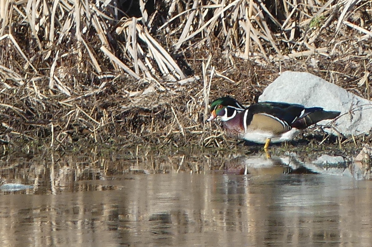 Wood Duck - ML645796688