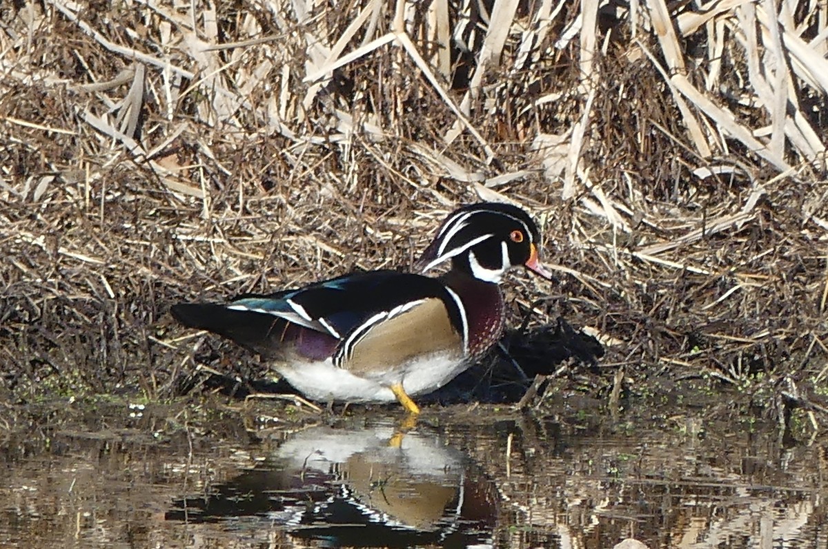 Wood Duck - ML645796689