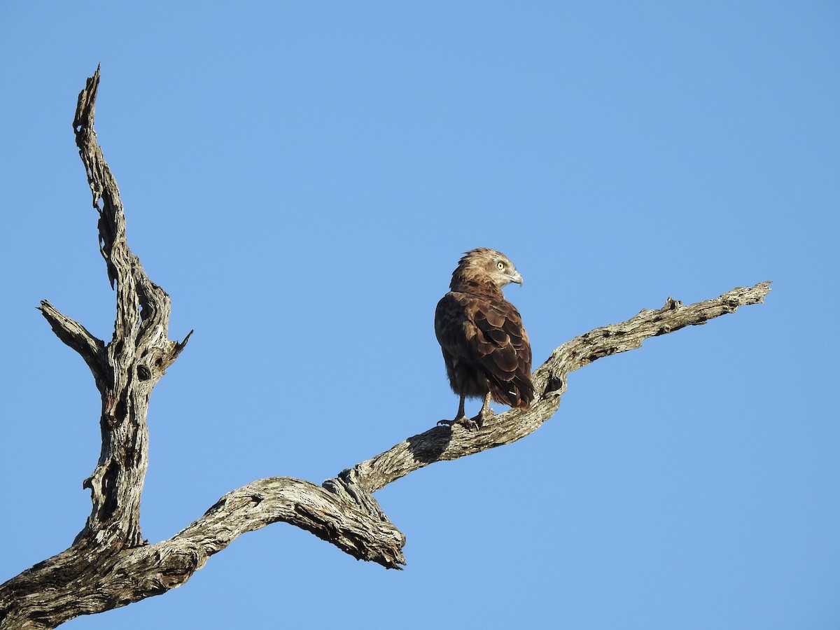 Brown Snake-Eagle - ML645796690