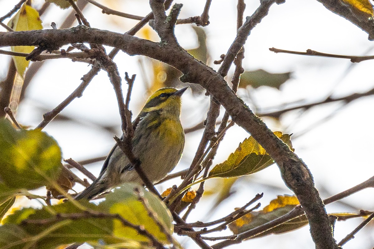 Townsend's Warbler - ML645796692