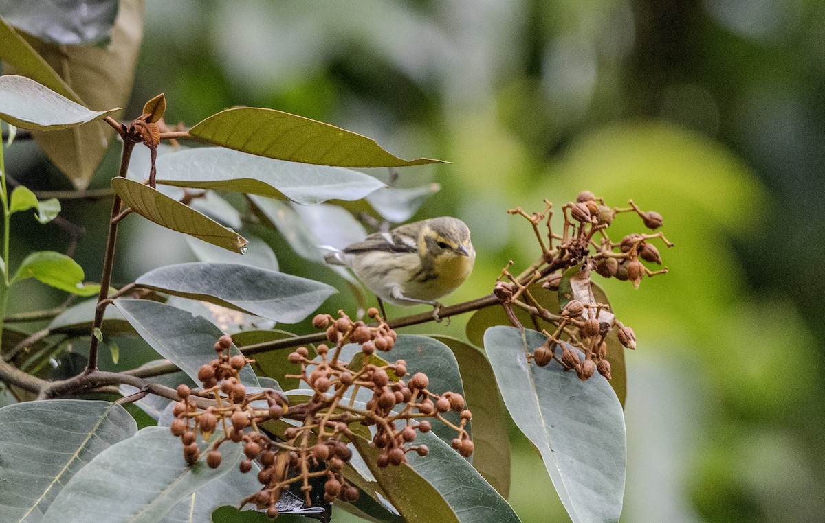 Blackburnian Warbler - ML645796699