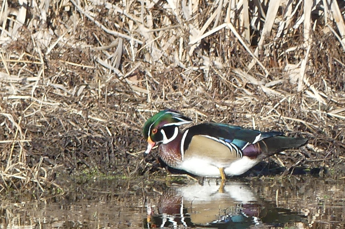 Wood Duck - ML645796700