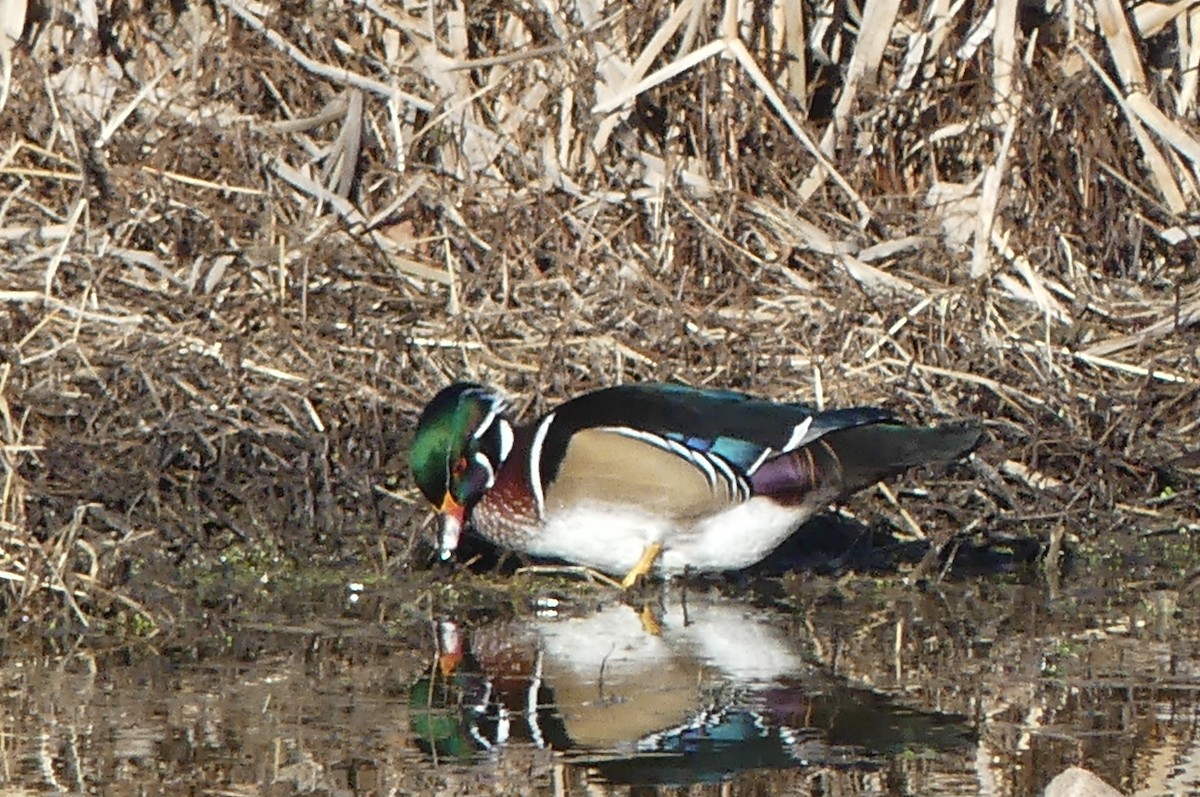 Wood Duck - ML645796701