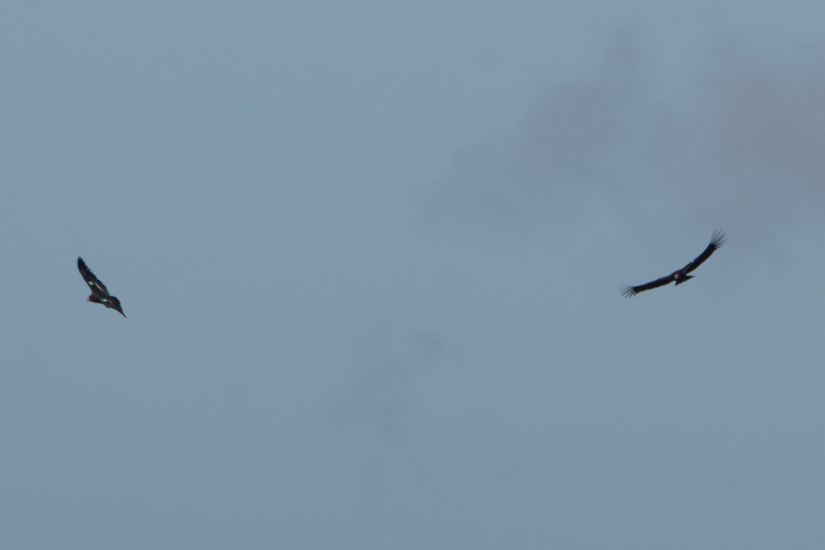 California Condor - ML645796710