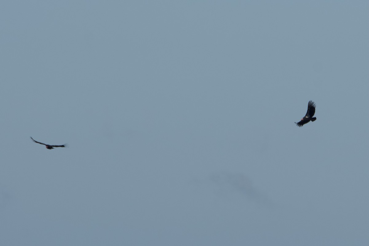 California Condor - ML645796713