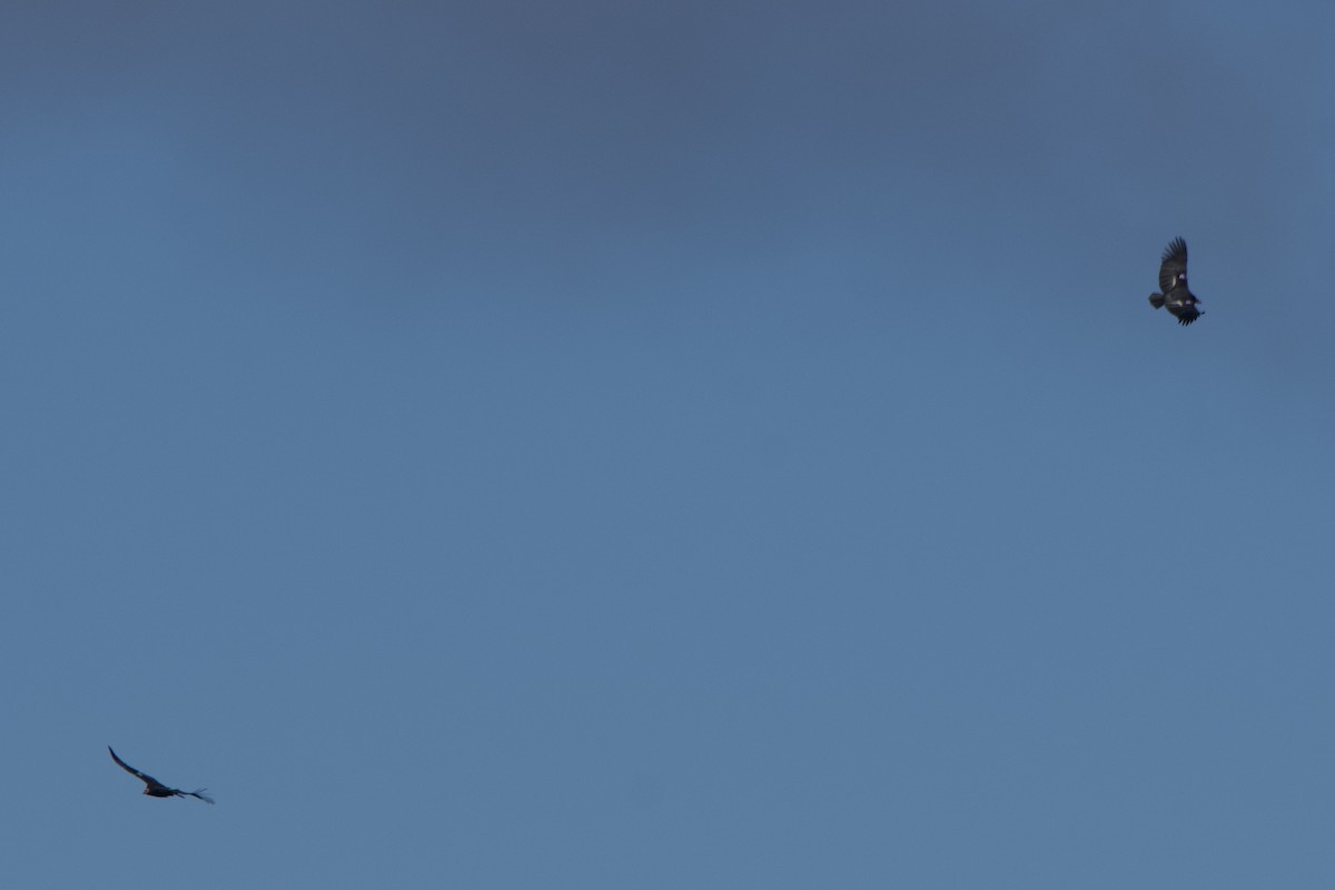 California Condor - ML645796714