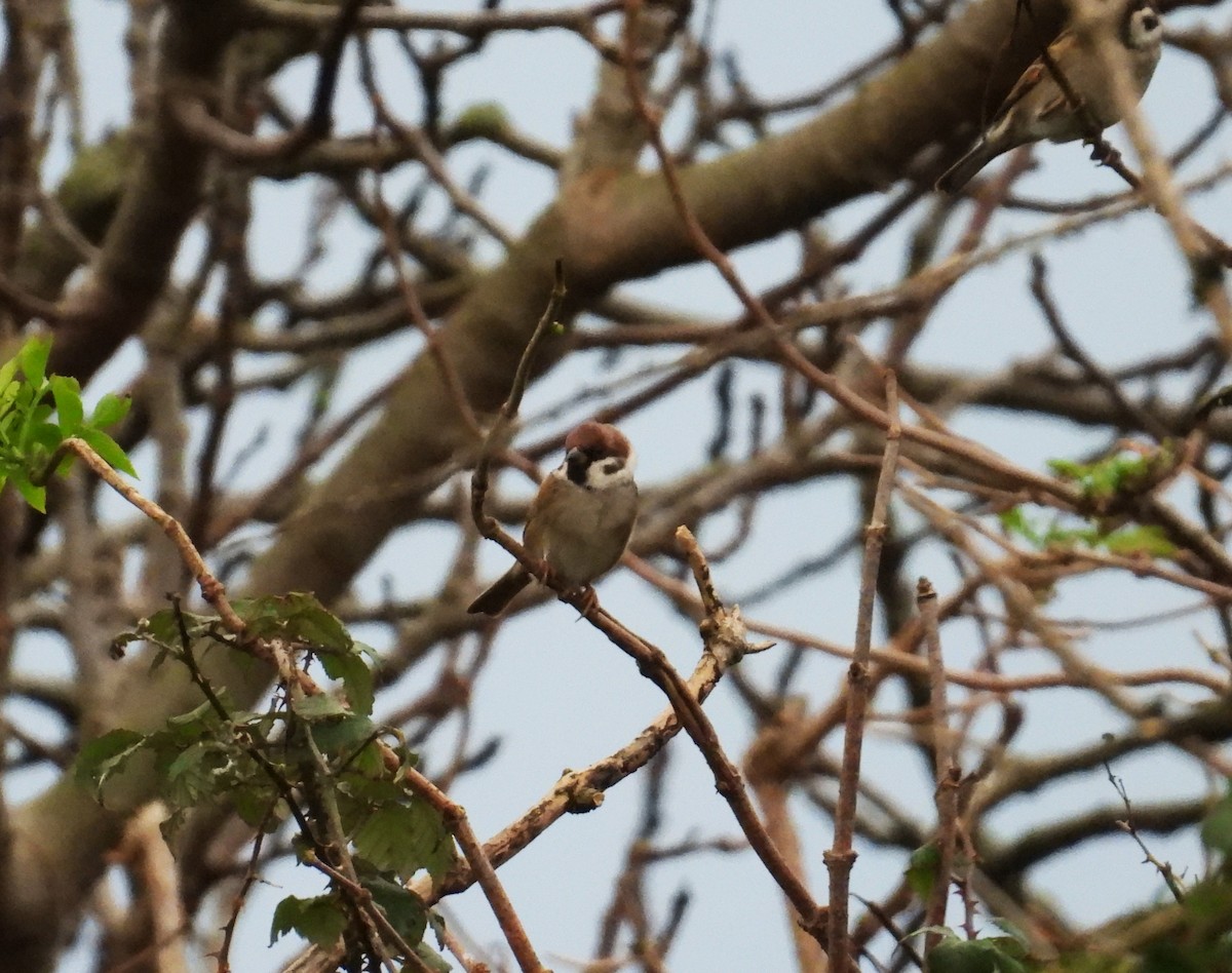 Ağaç Serçesi - ML645796718