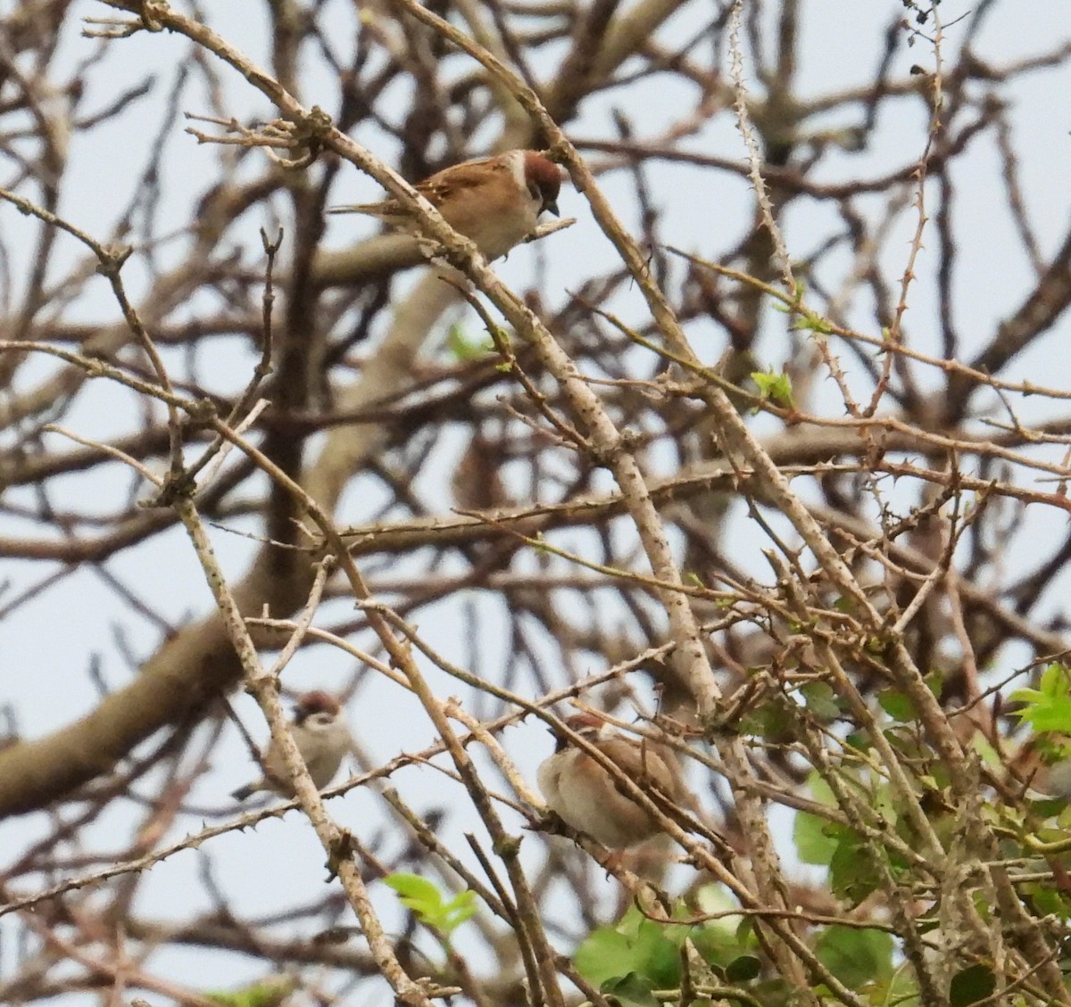 Ağaç Serçesi - ML645796719