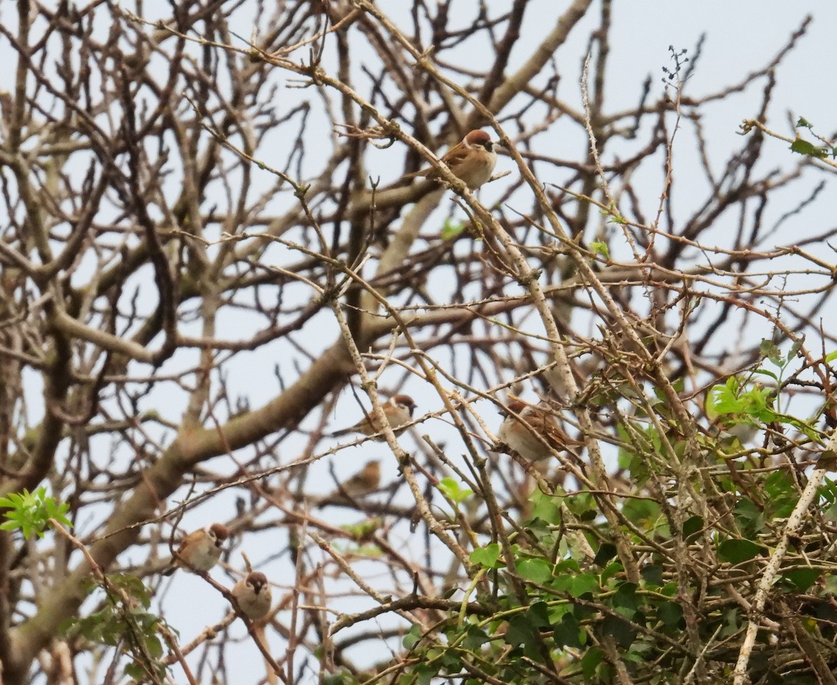 Ağaç Serçesi - ML645796720