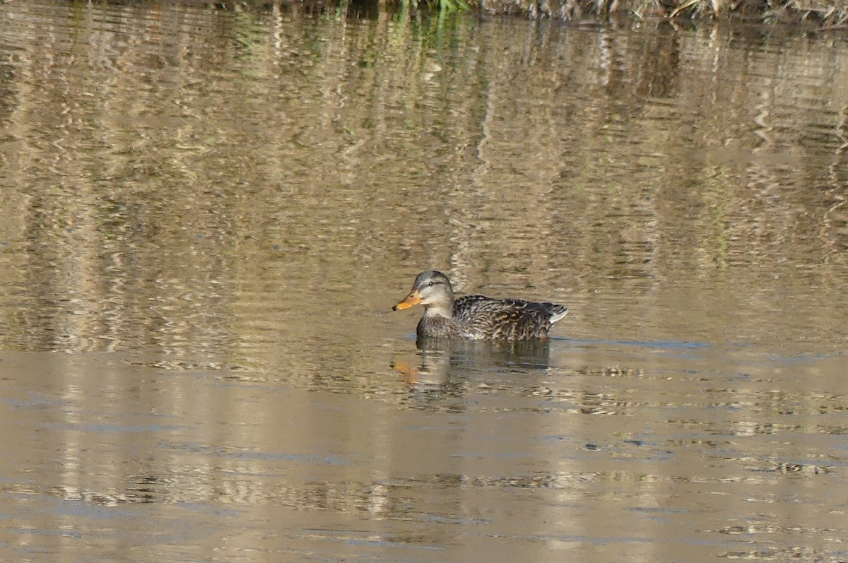 Mallard - ML645796721