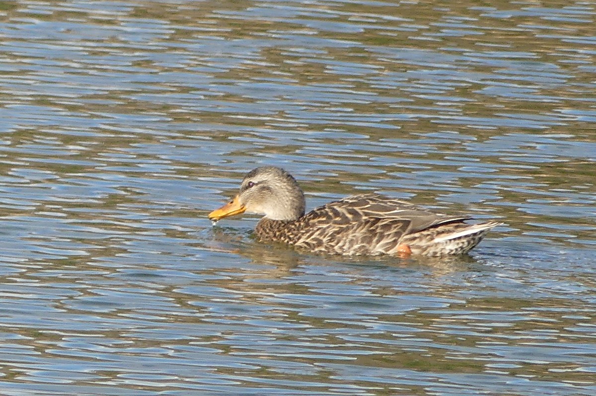 Mallard - ML645796722