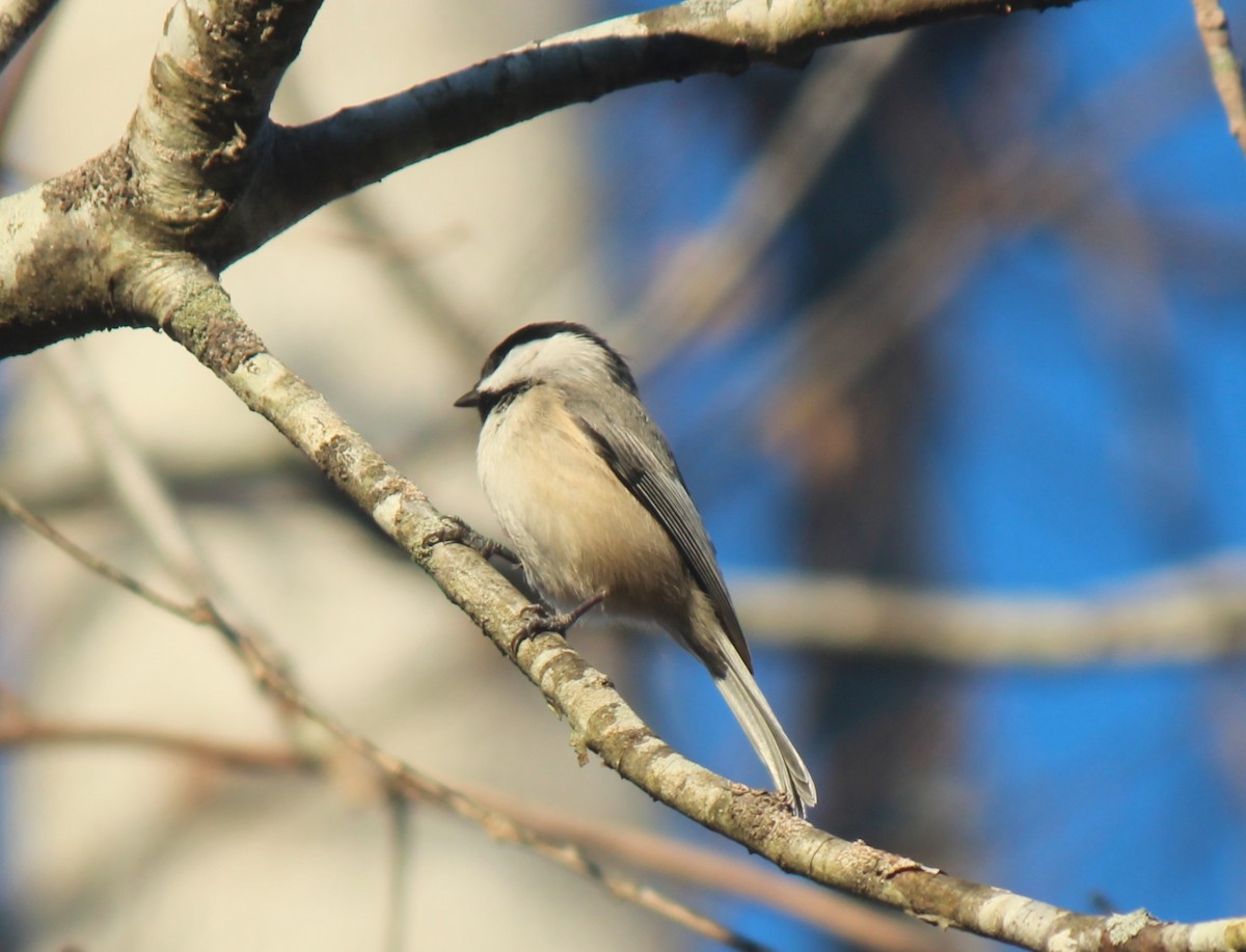 Carolina Chickadee - ML645796723
