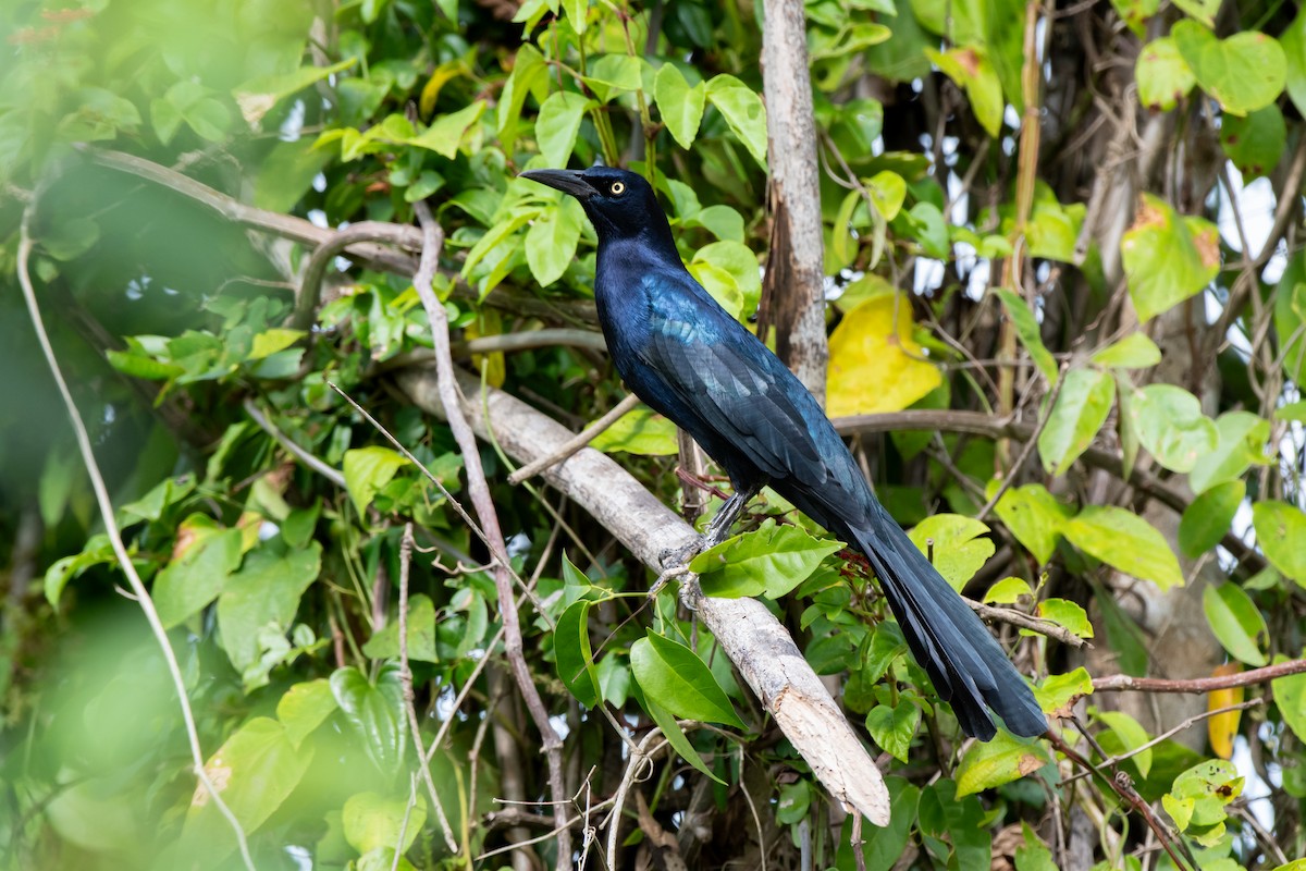 Great-tailed Grackle - ML645796724