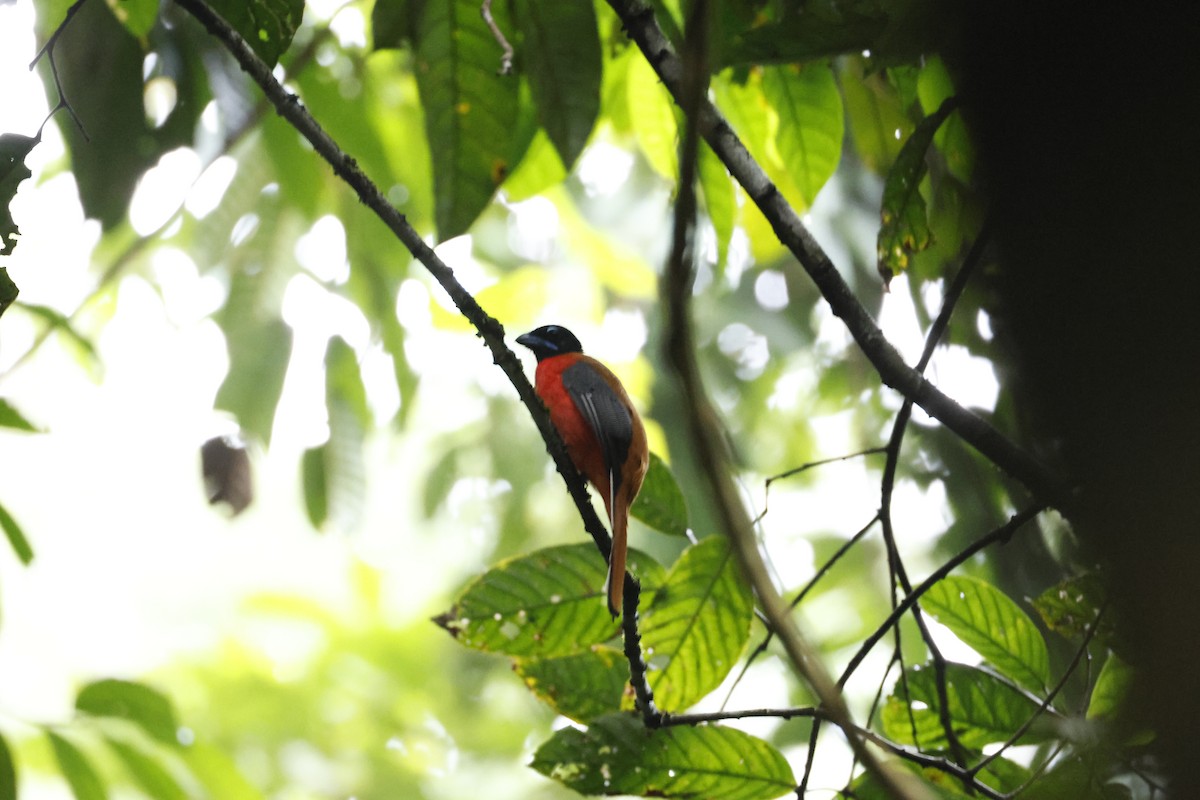 Cinnamon-rumped Trogon - ML645796726