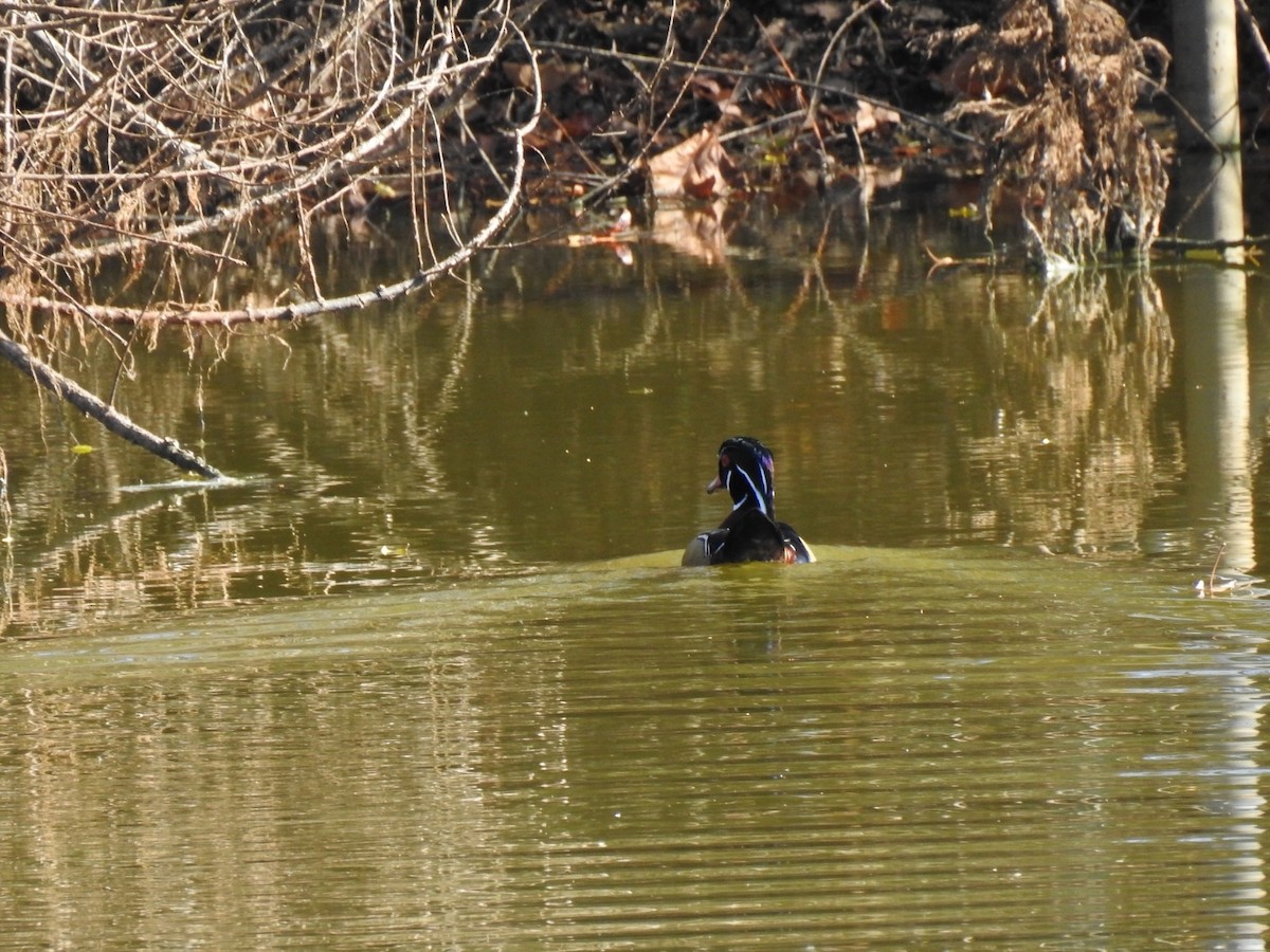 Wood Duck - ML645796727
