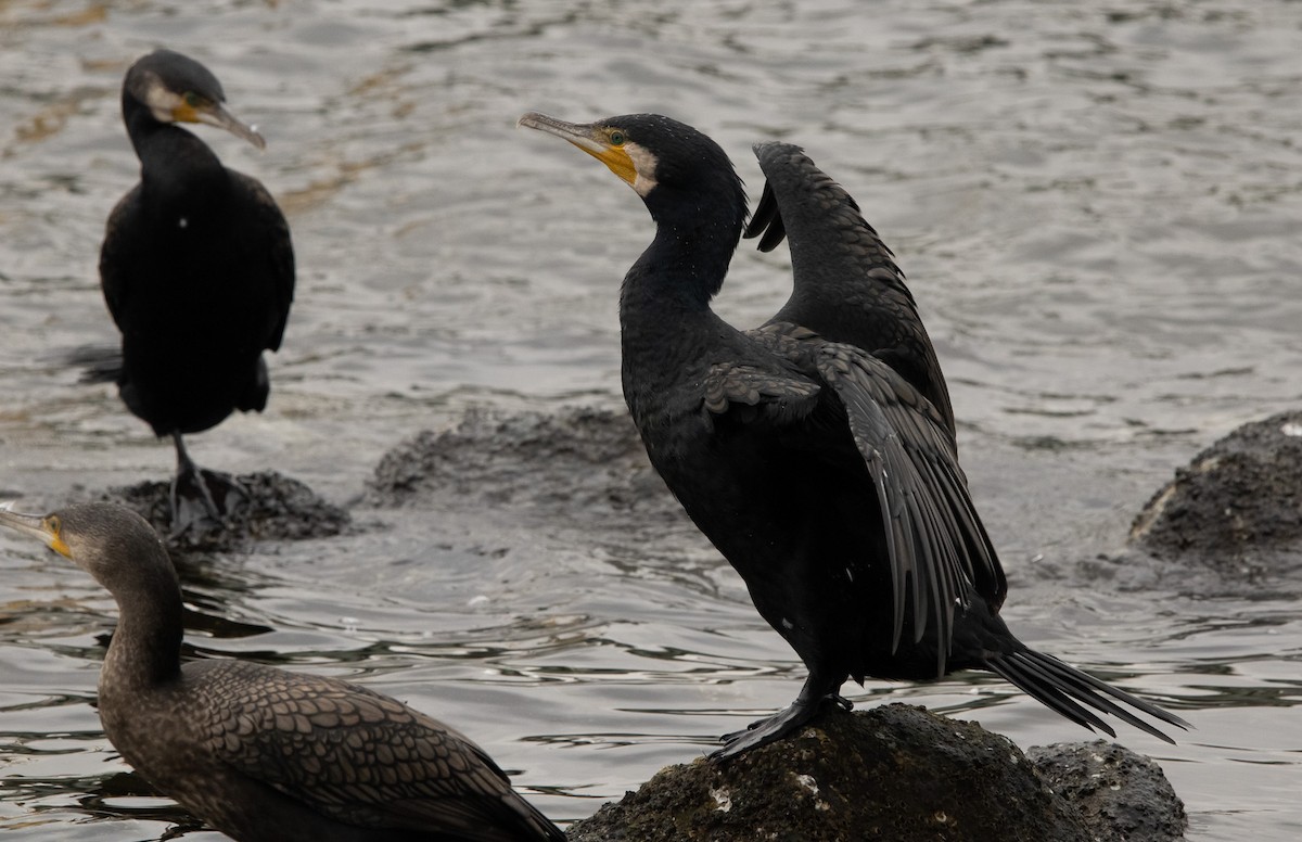 kormorán velký (ssp. sinensis/hanedae) - ML645796728