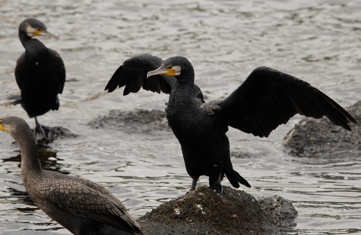 kormorán velký (ssp. sinensis/hanedae) - ML645796729
