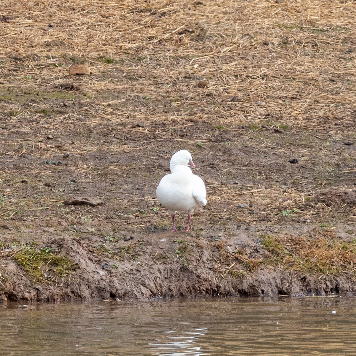 Ross's Goose - ML645796730