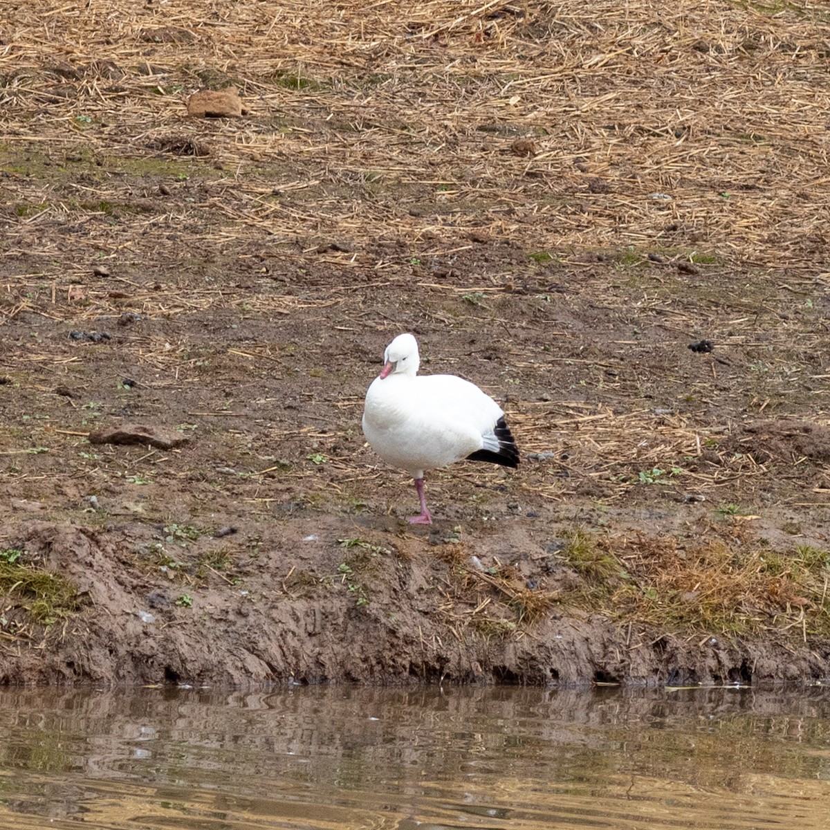 Ross's Goose - ML645796732