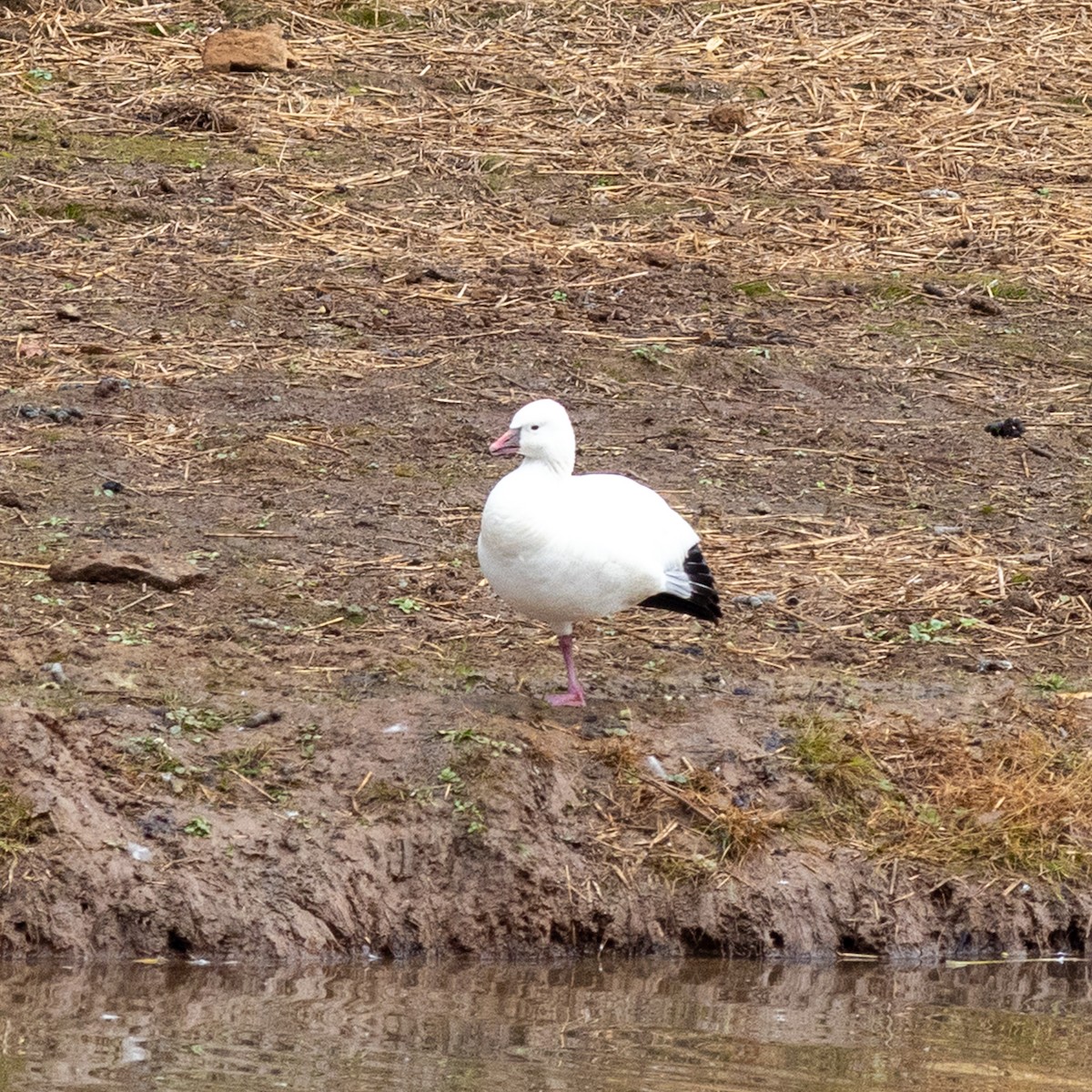 Ross's Goose - ML645796733