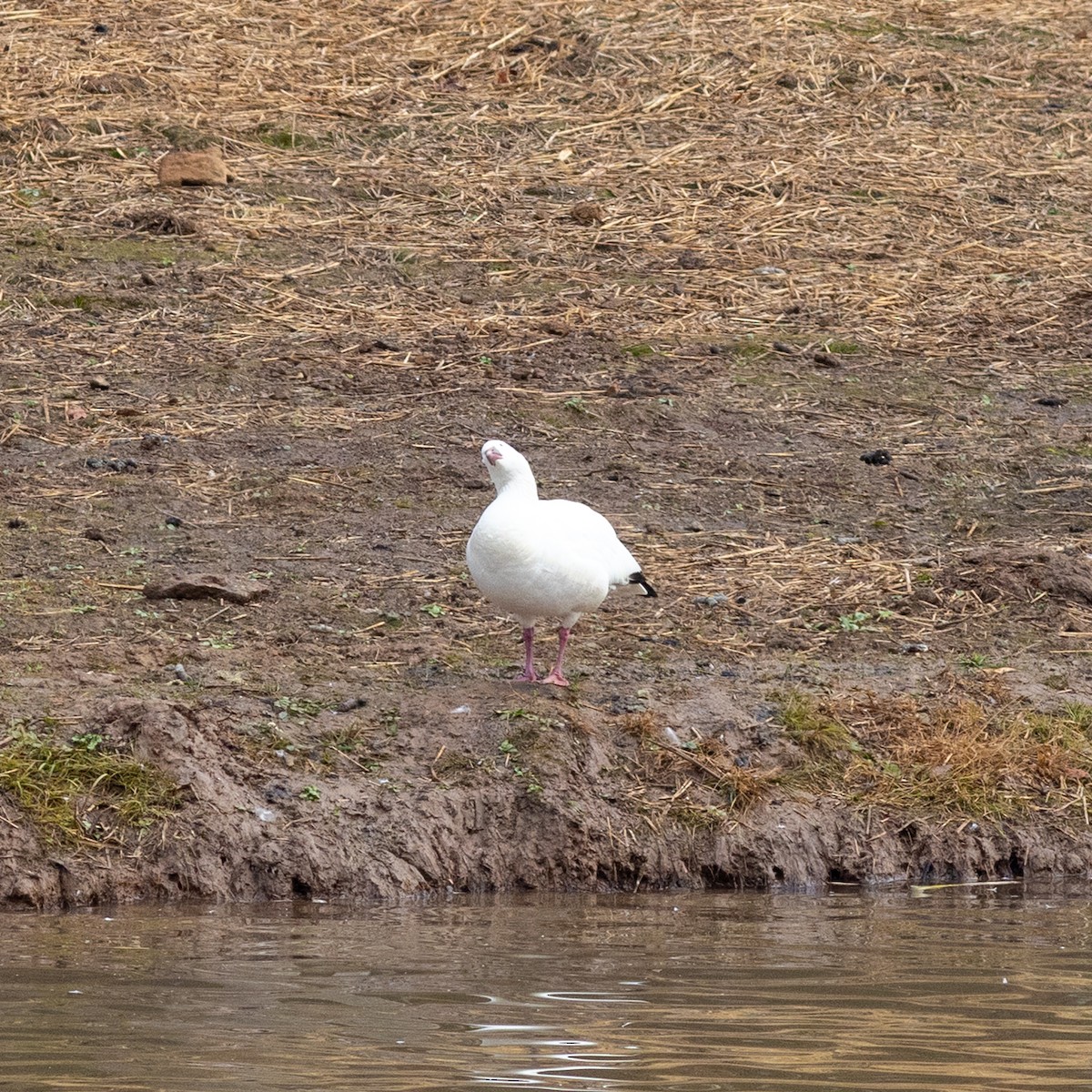 Ross's Goose - ML645796734