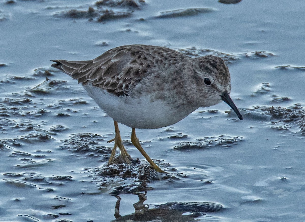 Least Sandpiper - ML645796735