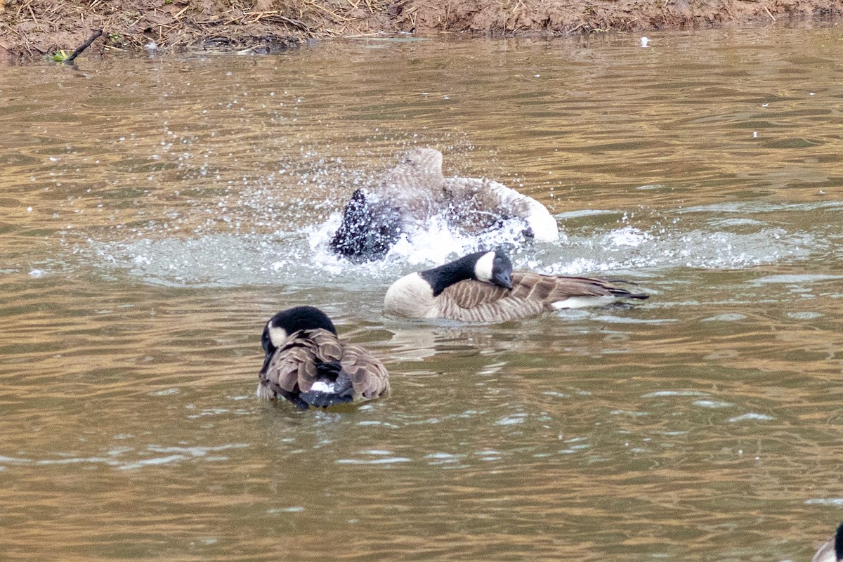 Canada Goose - ML645796736