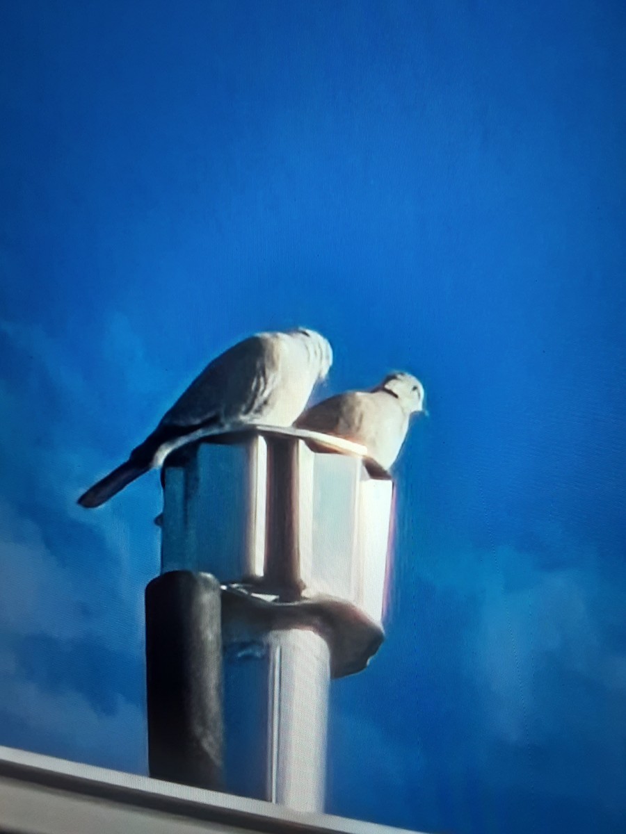 灰斑鳩 - ML645796740