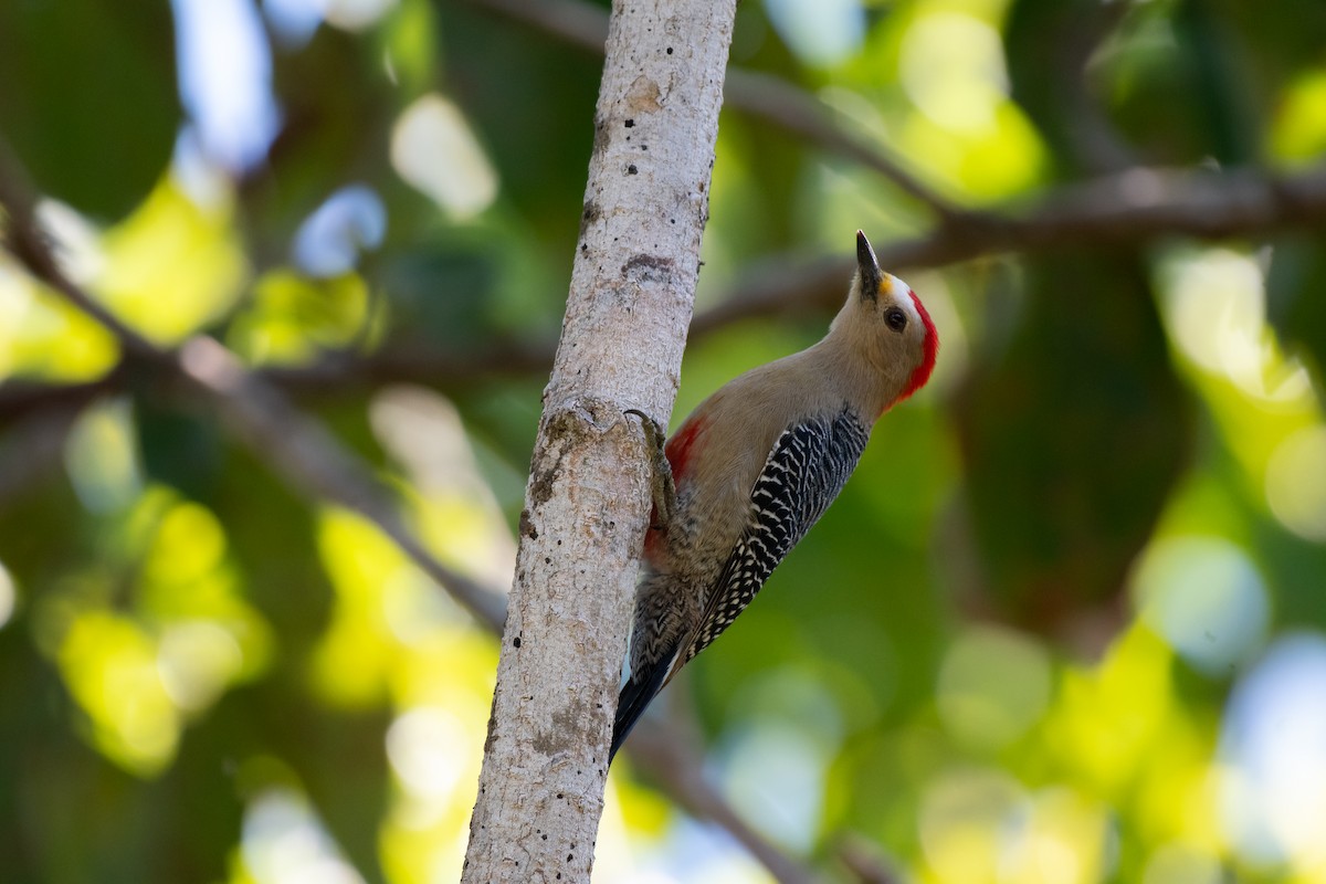Yucatan Woodpecker - ML645796745