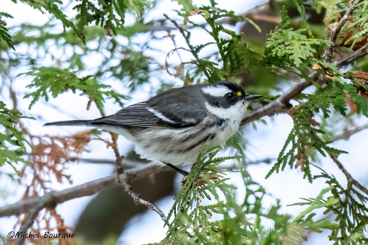 Black-throated Gray Warbler - ML645796747