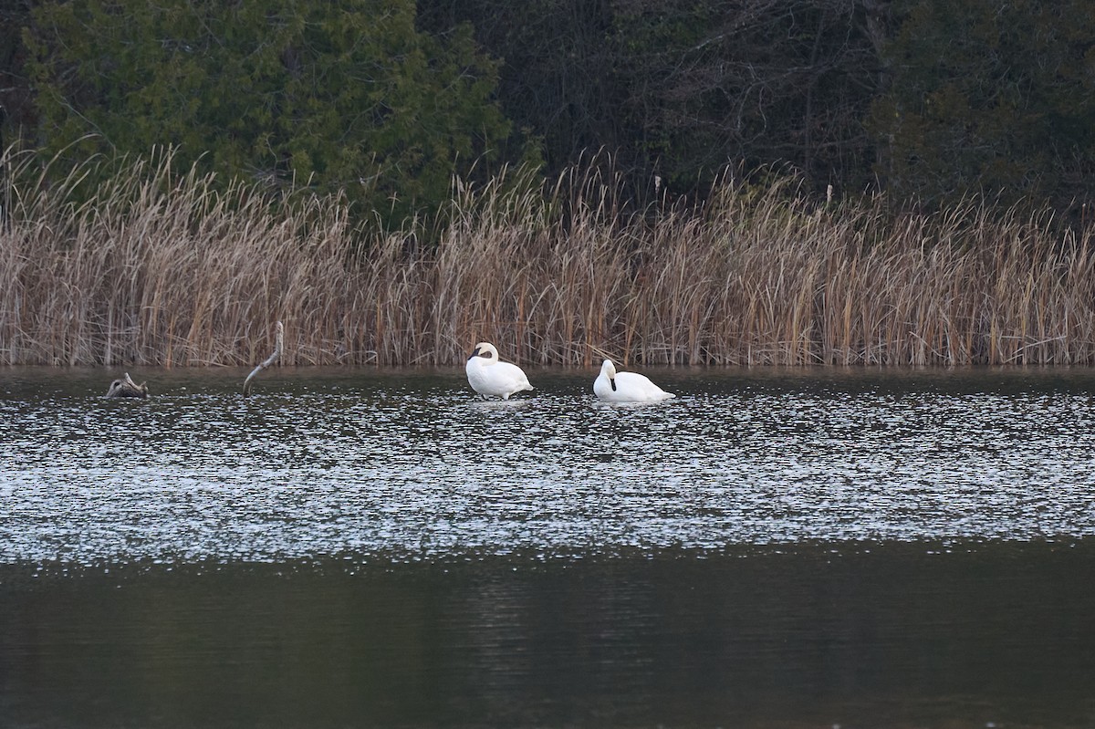 Trumpeter Swan - ML645796751