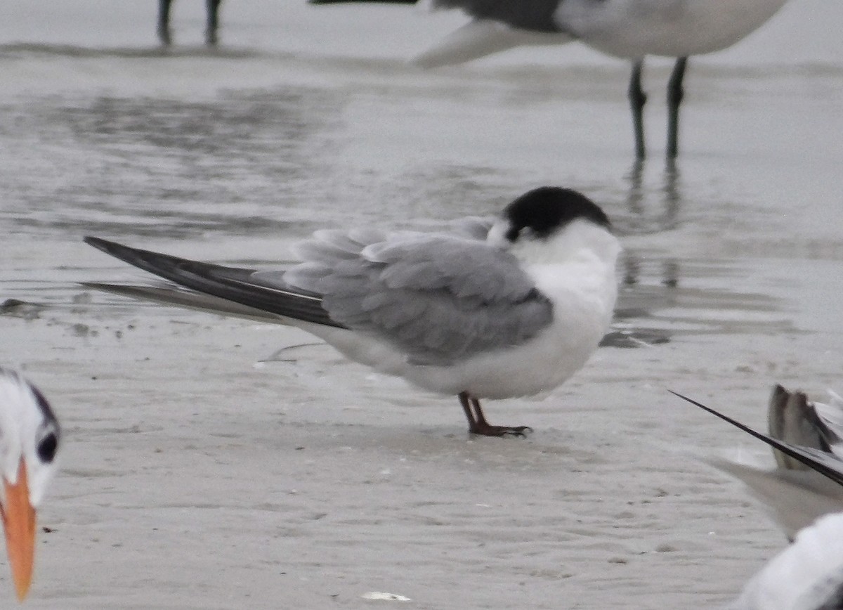 Common Tern - ML645796757