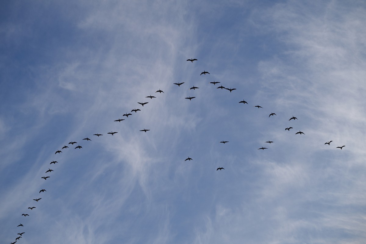 Canada Goose - ML645796758