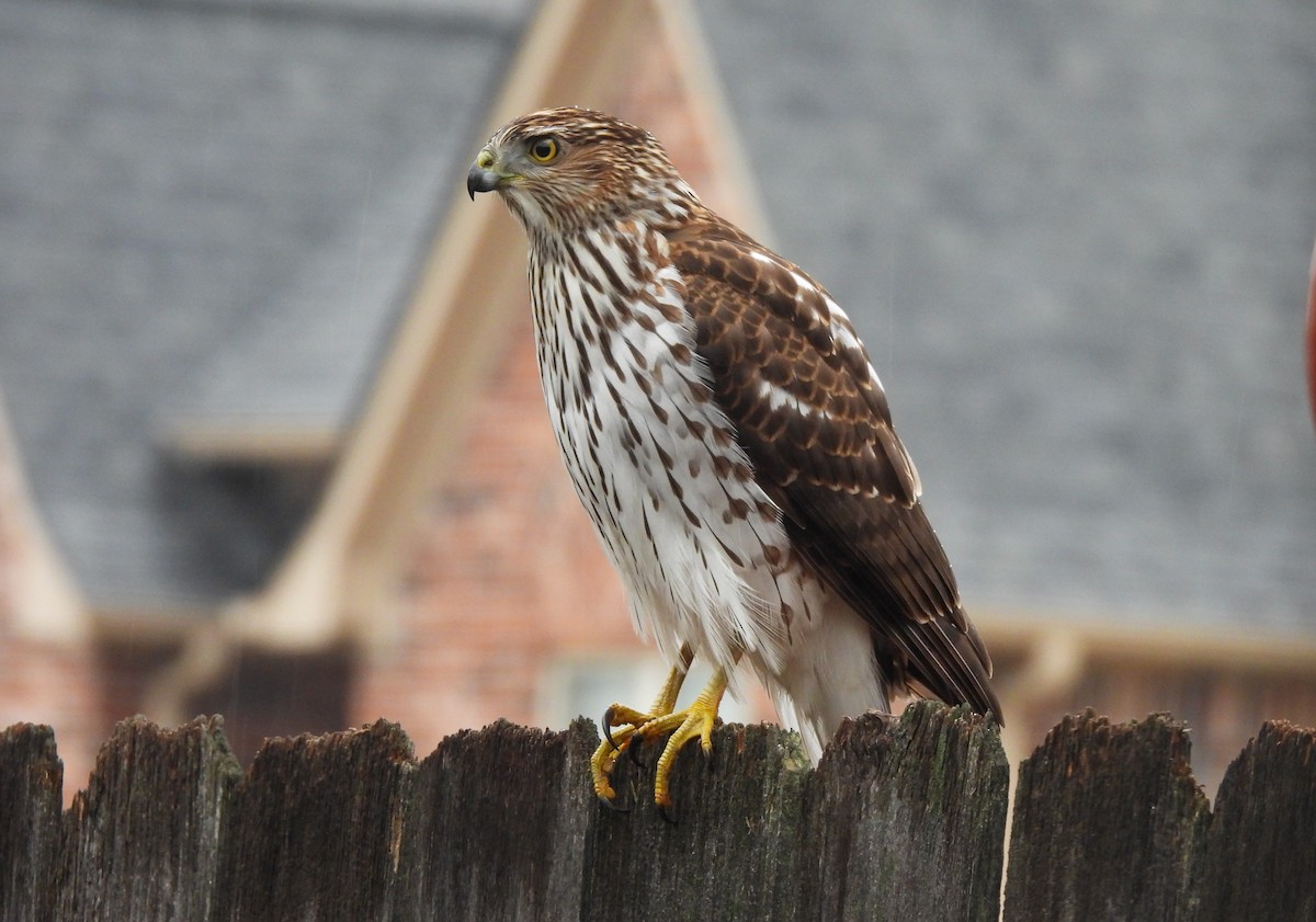 Cooper's Hawk - ML645796759