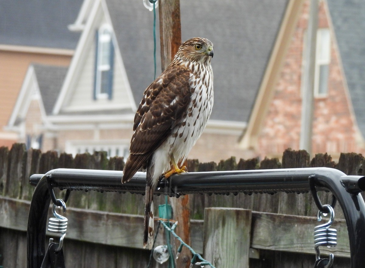 Cooper's Hawk - ML645796760