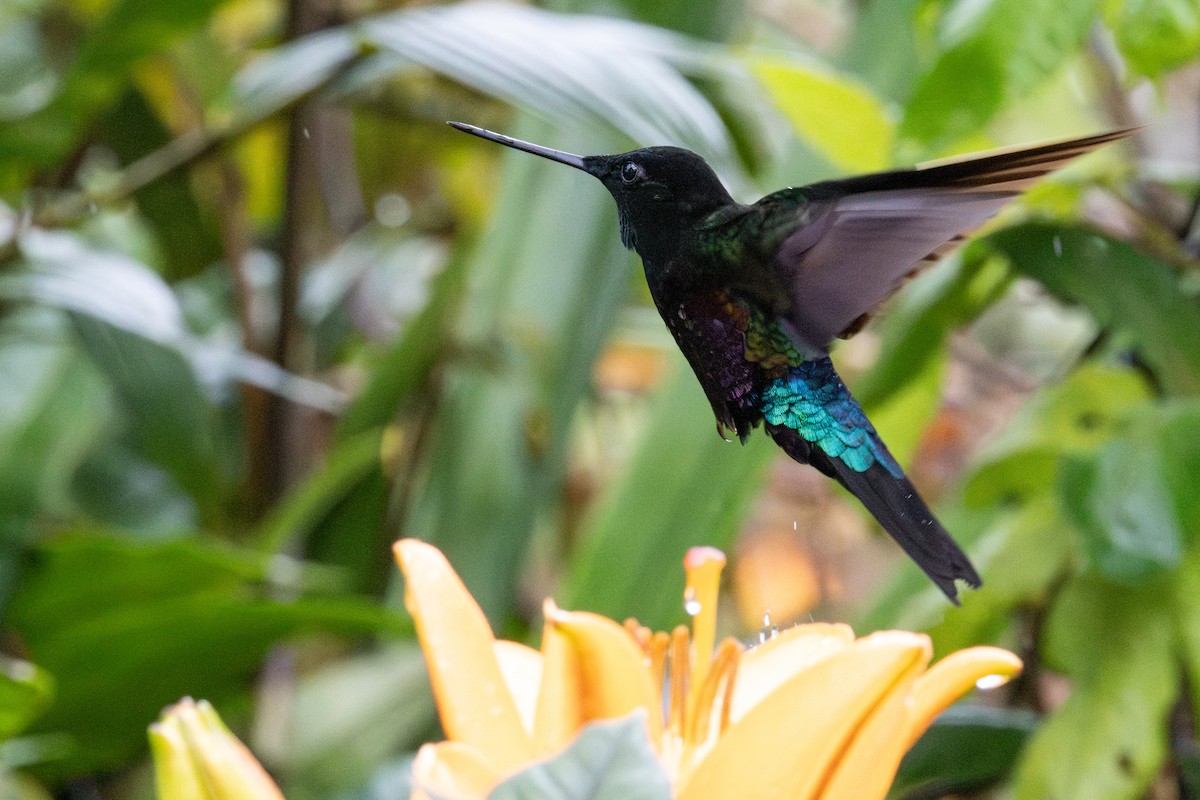 ゴシキインカハチドリ - ML645796762