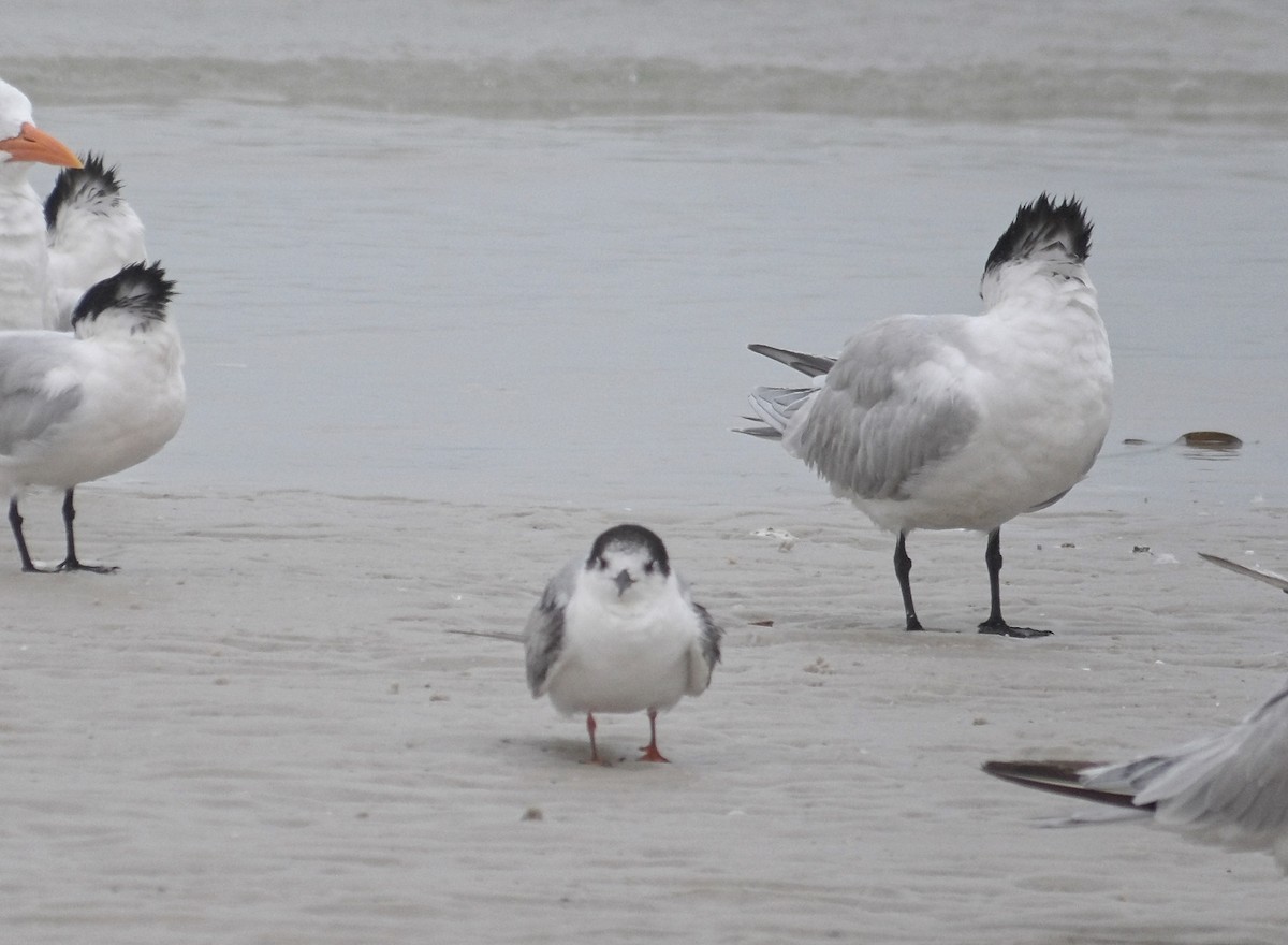 Common Tern - ML645796763