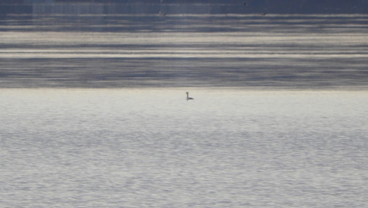 Пірникоза сірощока - ML645796766