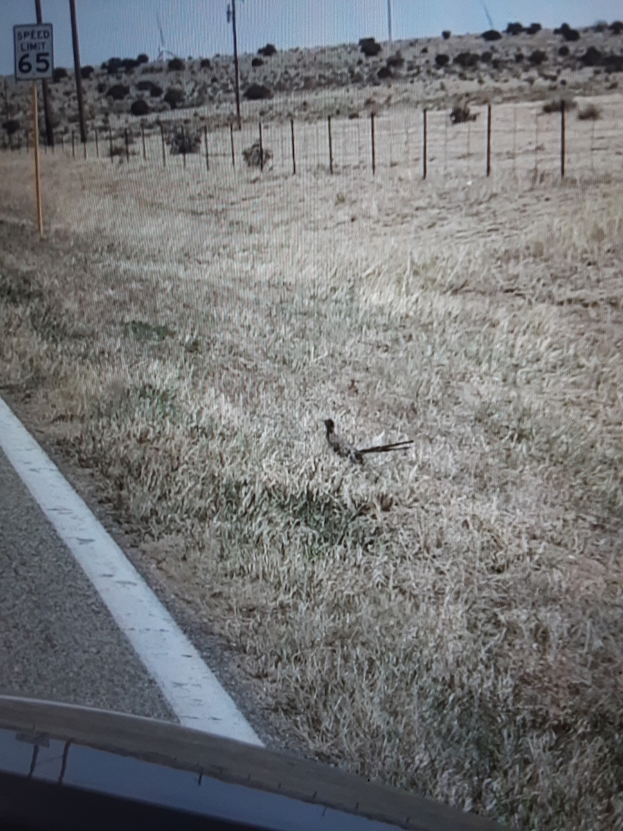 Greater Roadrunner - ML645796767