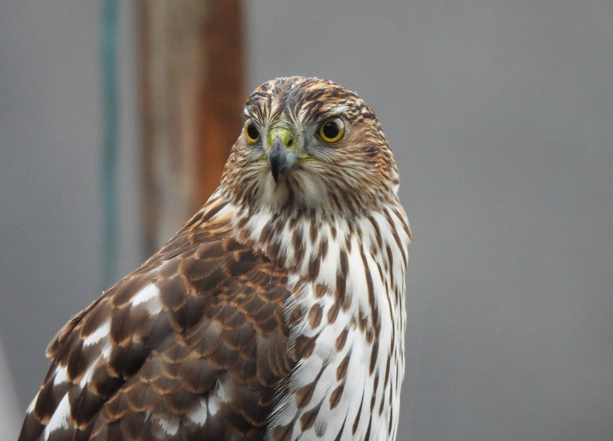 Cooper's Hawk - ML645796768