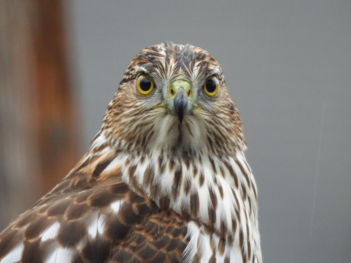 Cooper's Hawk - ML645796769