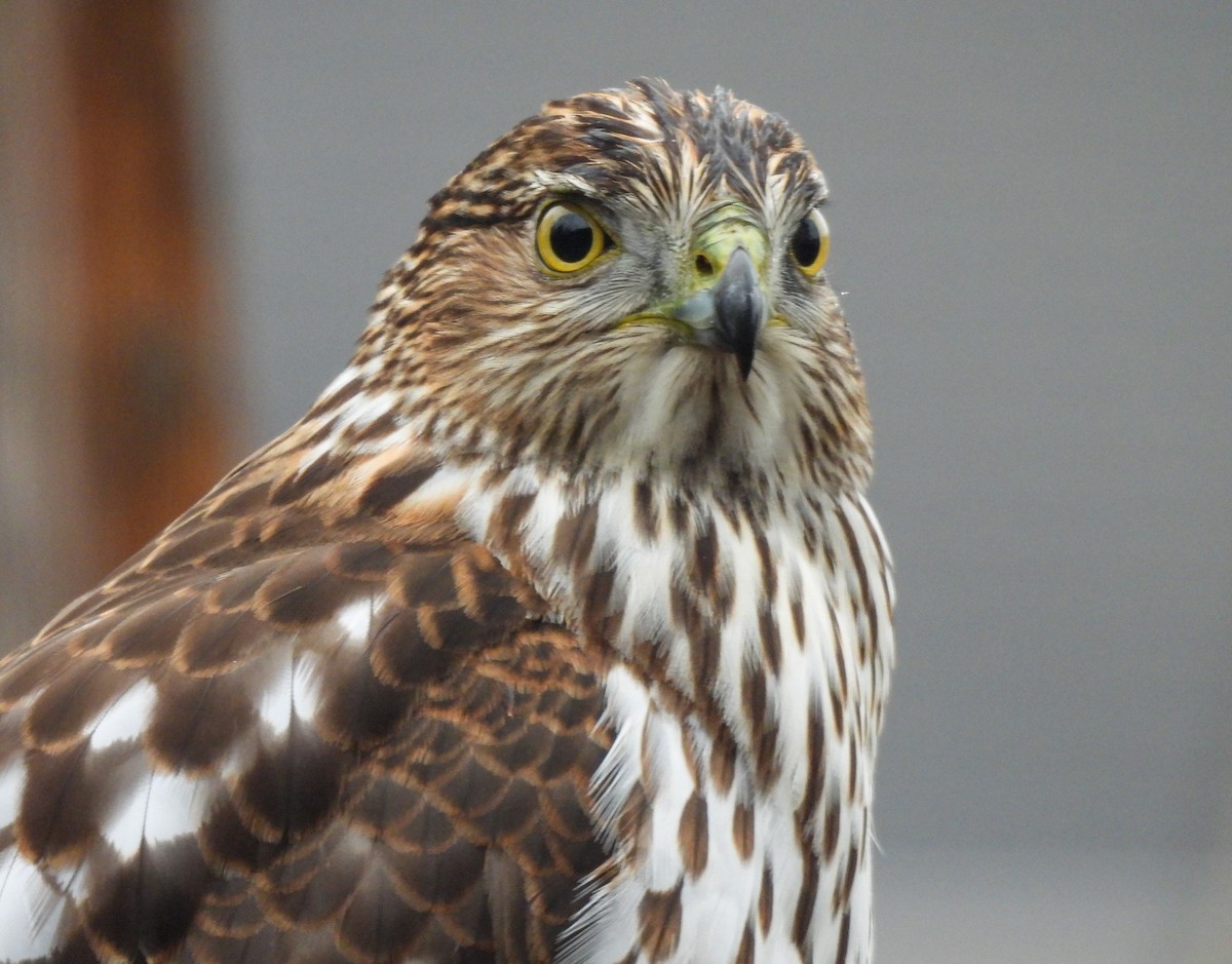 Cooper's Hawk - ML645796770