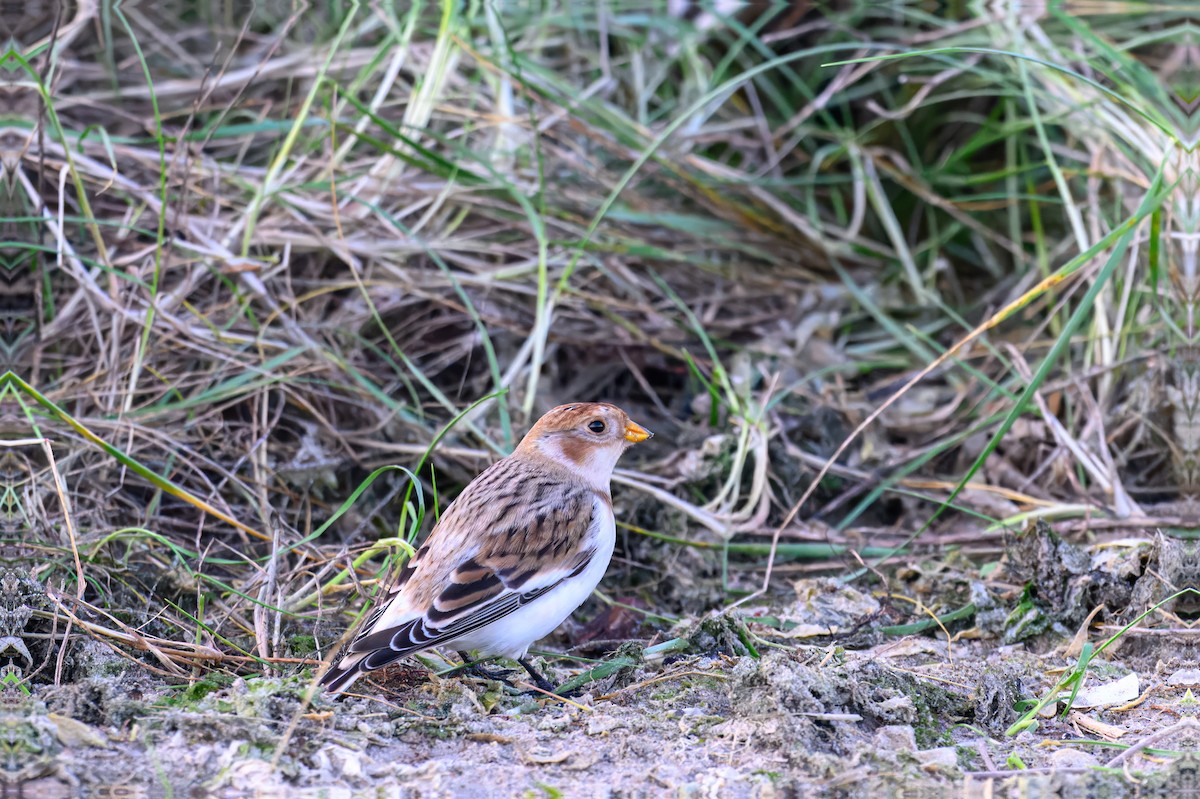 Snow Bunting - ML645796777