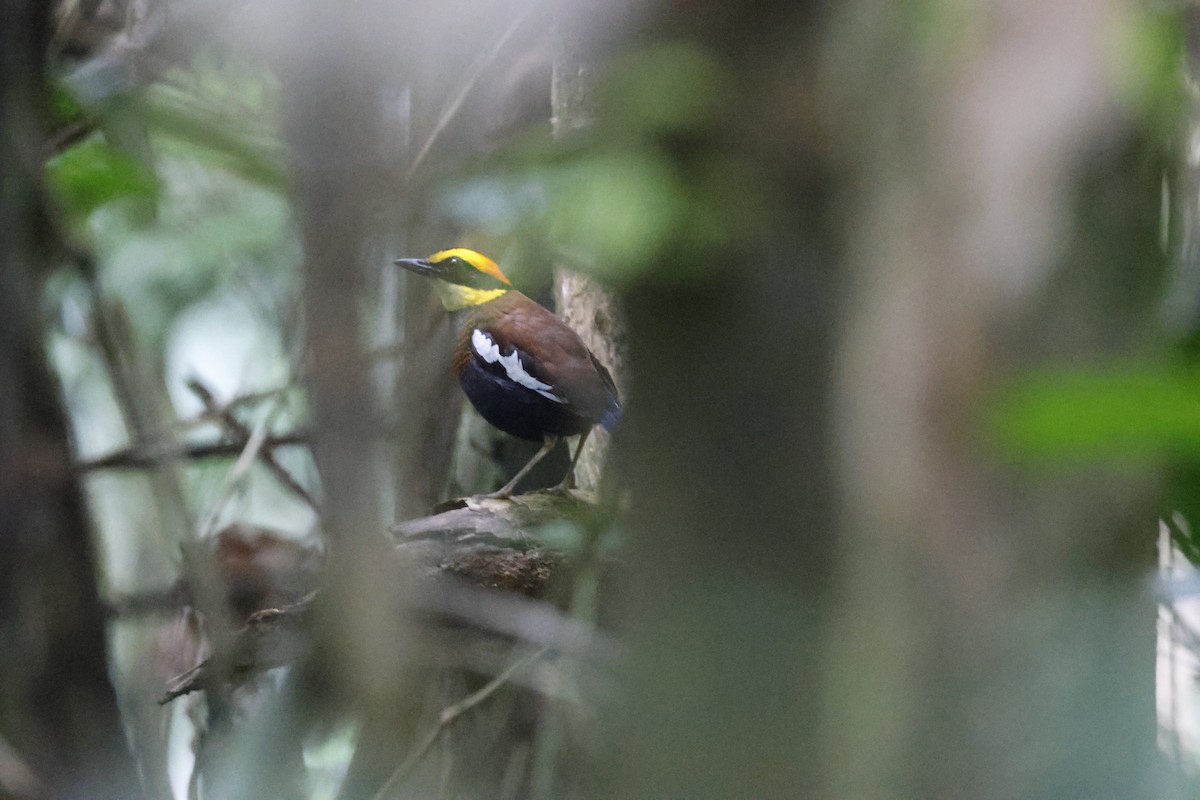 Malayan Banded-Pitta - ML645796783