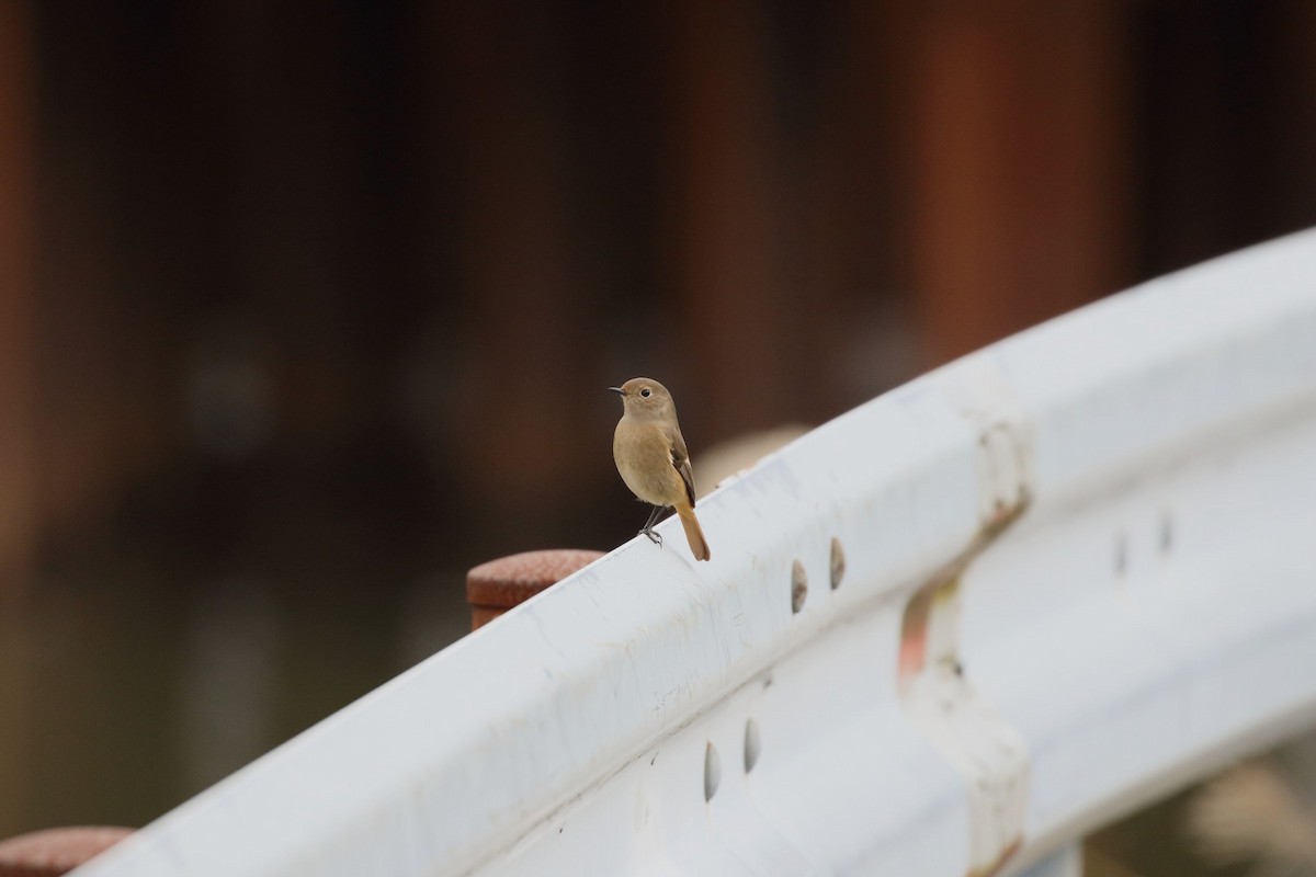 חכלילית סיבירית - ML645796787