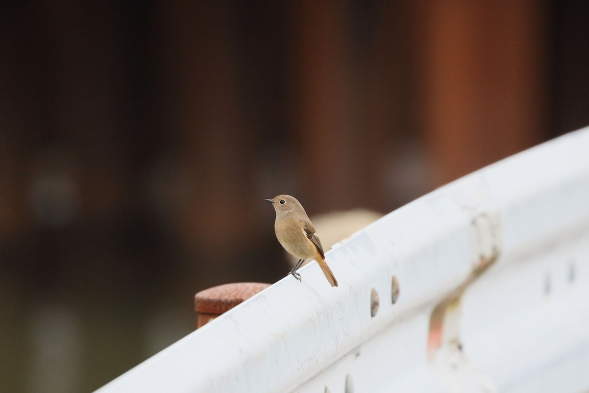 חכלילית סיבירית - ML645796788
