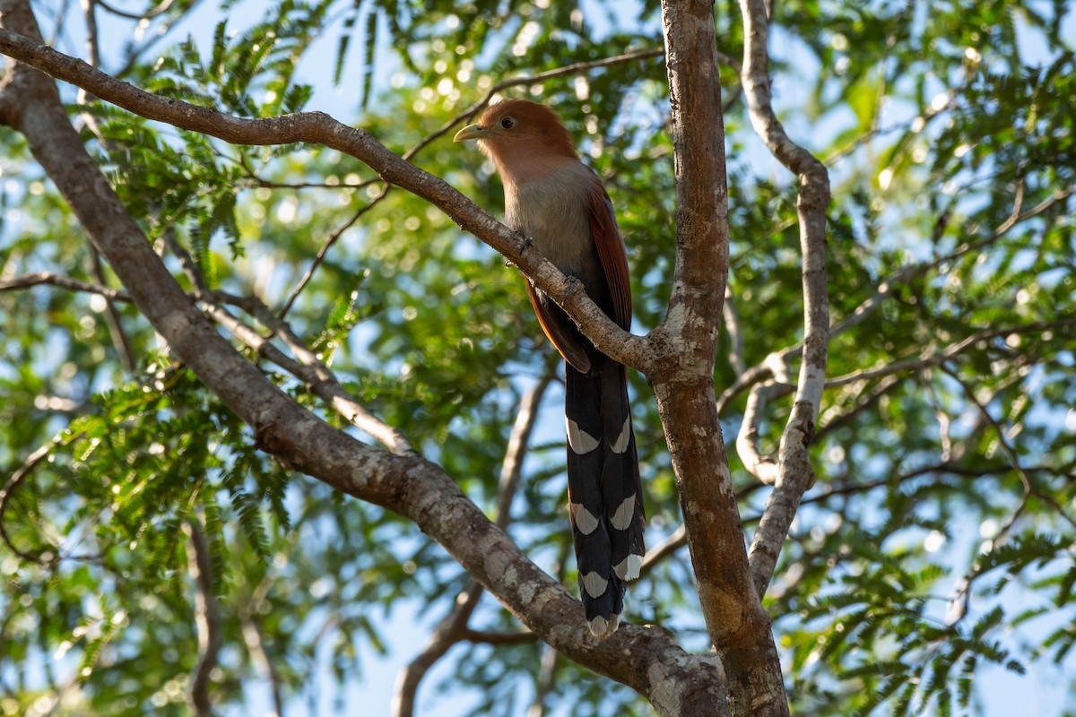 Common Squirrel-Cuckoo - ML645796796